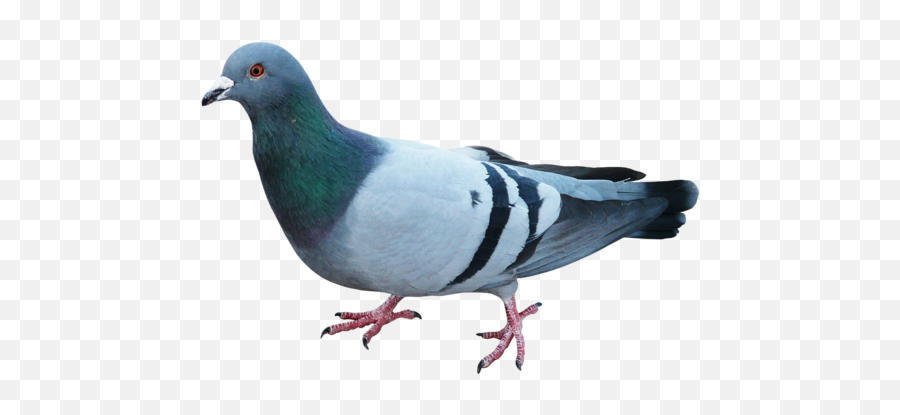 Pigeons And Doves Bird Blue Pigeon Clip - Blue Dove Bird Png,Pigeons Png