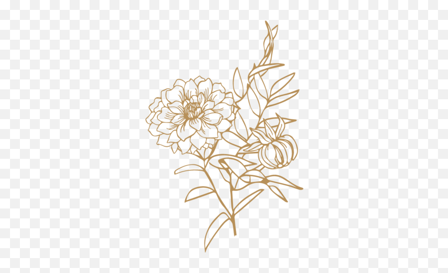 Alba Dahlia Floral - Illustration Png,Floral Design Png