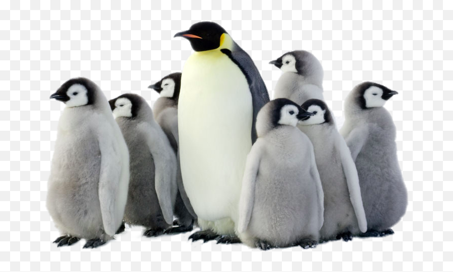 Penguin Png Pic Arts - Penguins Png,Penguin Png