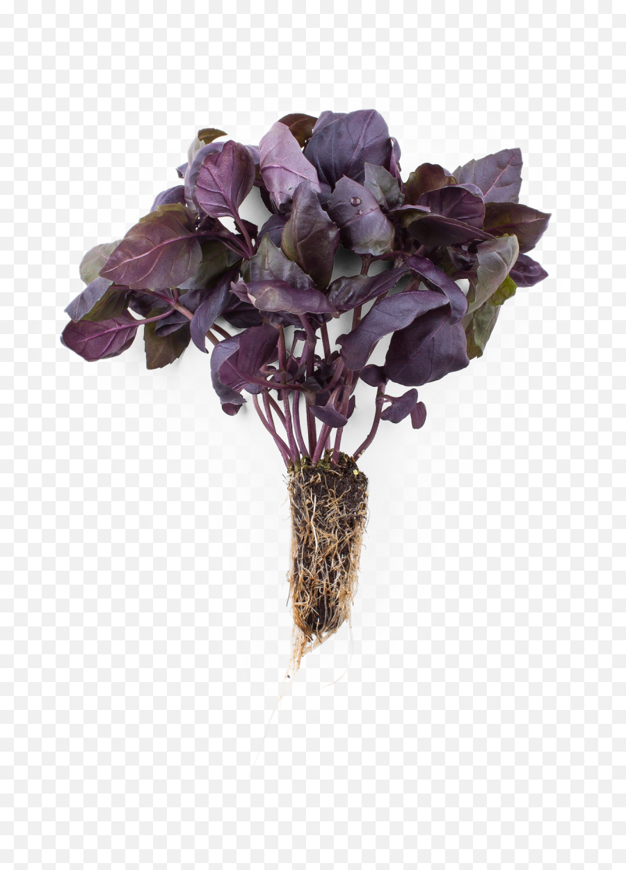 Infarm Bordeaux Basil - Spiderwort Png,Basil Png