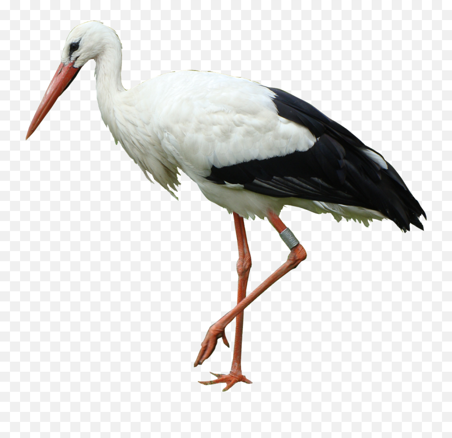 White Stork - Stork Bird Png,Stork Png