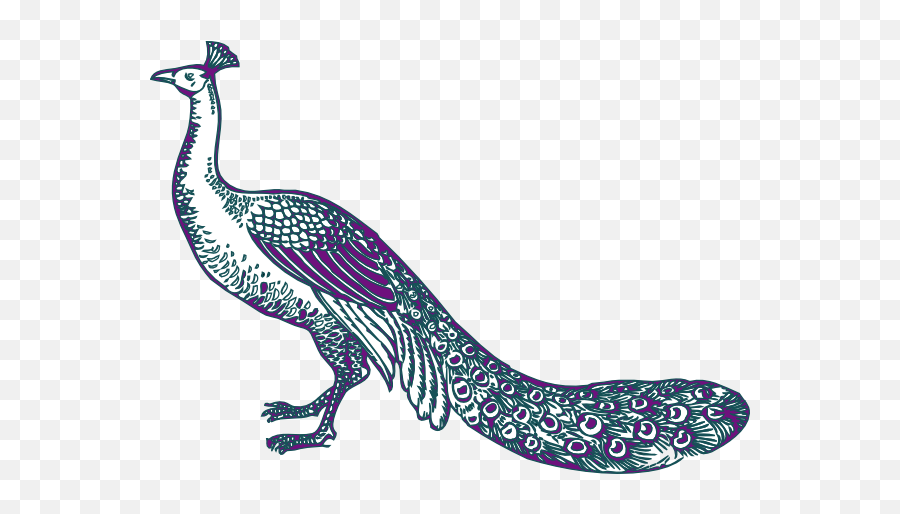 Peacock Png Clipart 2 Image - Peacock Clip Art,Peacock Png