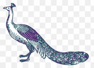 Peacock Png Clipart 2 Image - Peacock Clip Art,Peacock Png