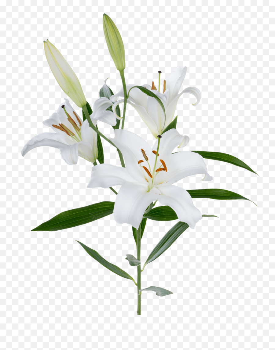 Rio Lilies - Lily Flower Png,Lily Transparent