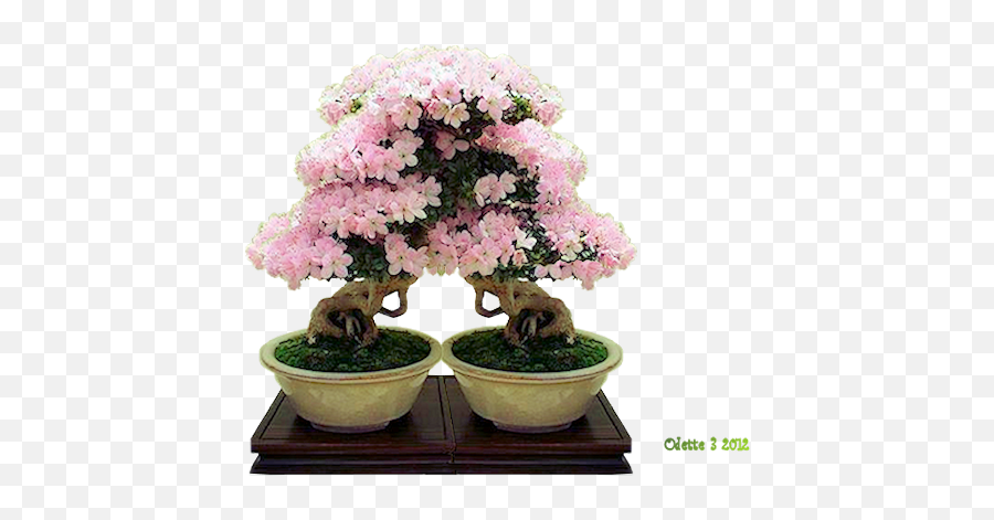 Download Bonsai - Sageretia Theezans Png,Azalea Png