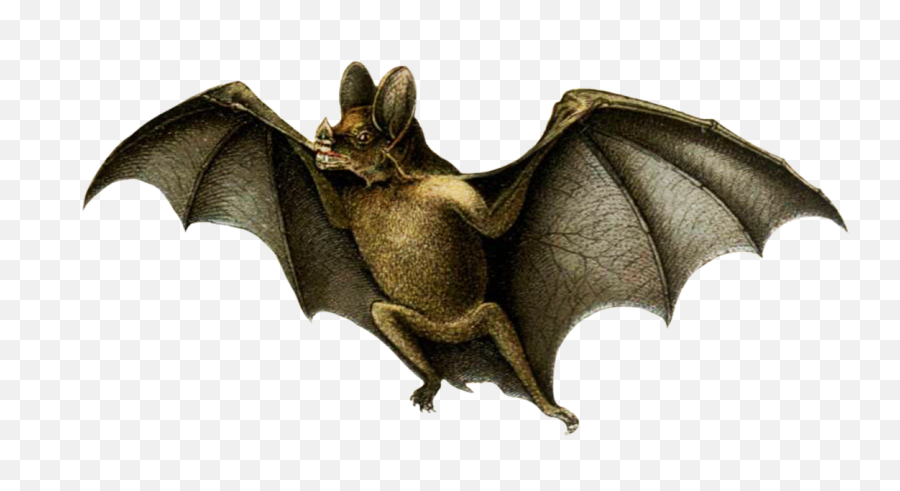 Bat Clipart - Vampire Bat White Background Png,Bat Png