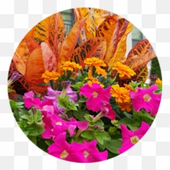 Bougainvillea Transparent Png Image - Bougainvillea,Bougainvillea Png