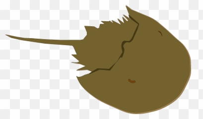 All Photo Png Clipart - Horseshoe Crab Transparent