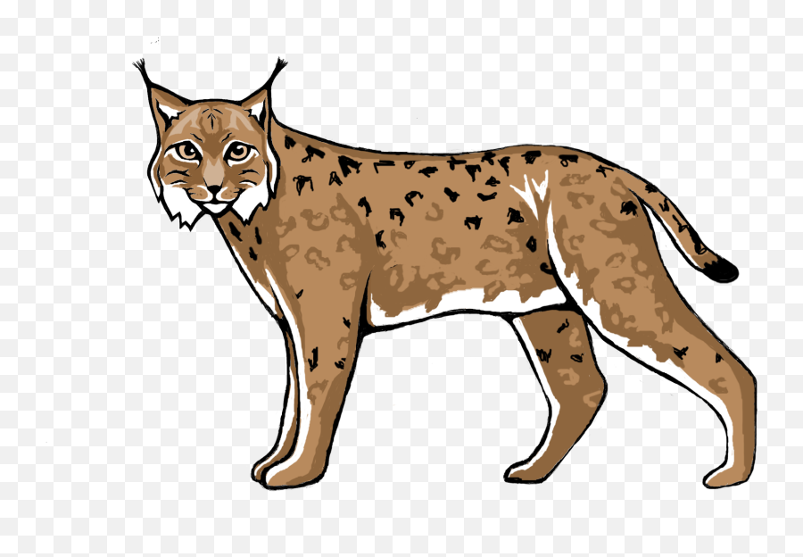 Lynx Transparent Images - Lynx Clipart Png,Lynx Png
