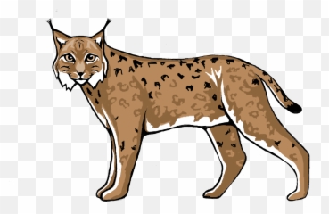 Lynx Transparent Images - Lynx Clipart Png,Lynx Png