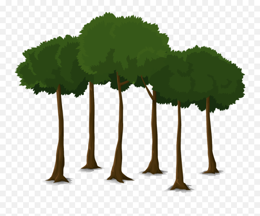 Tree Graphic Png 5 Image - Træer Png,Tree Graphic Png