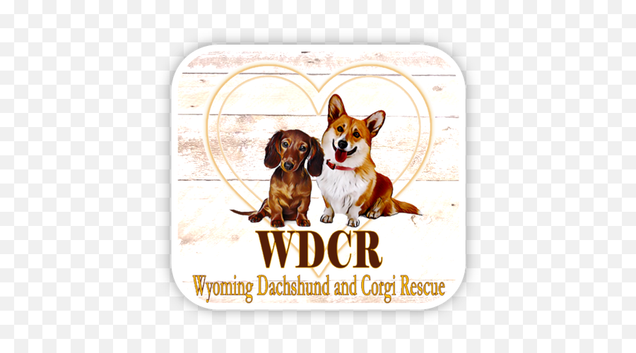 Wyoming Dachshund And Corgi Rescue - What We Do Corgis In Wyoming Png,Dachshund Png