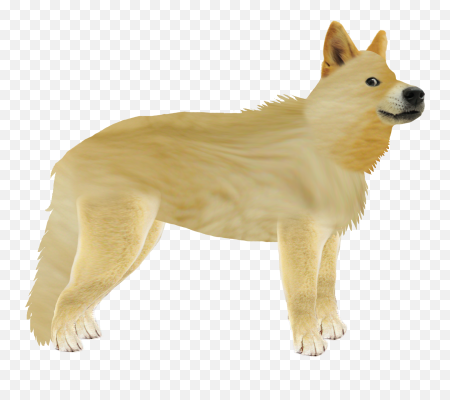 Ironic Doge Memes - Dog Yawns Png,Doge Png