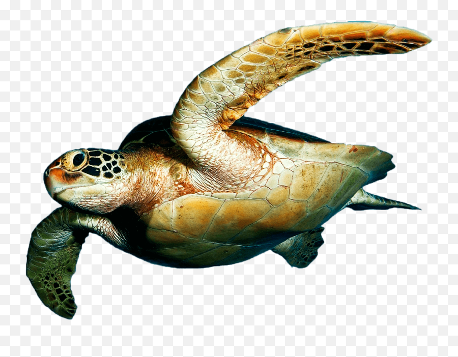 Download - Turtlepngtransparentimagestransparent Sea Turtle Png Transparent,Turtle Transparent Background