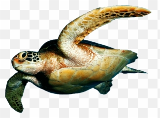 Download - TurtlePNGtransparentimagestransparent Sea Png Transparent