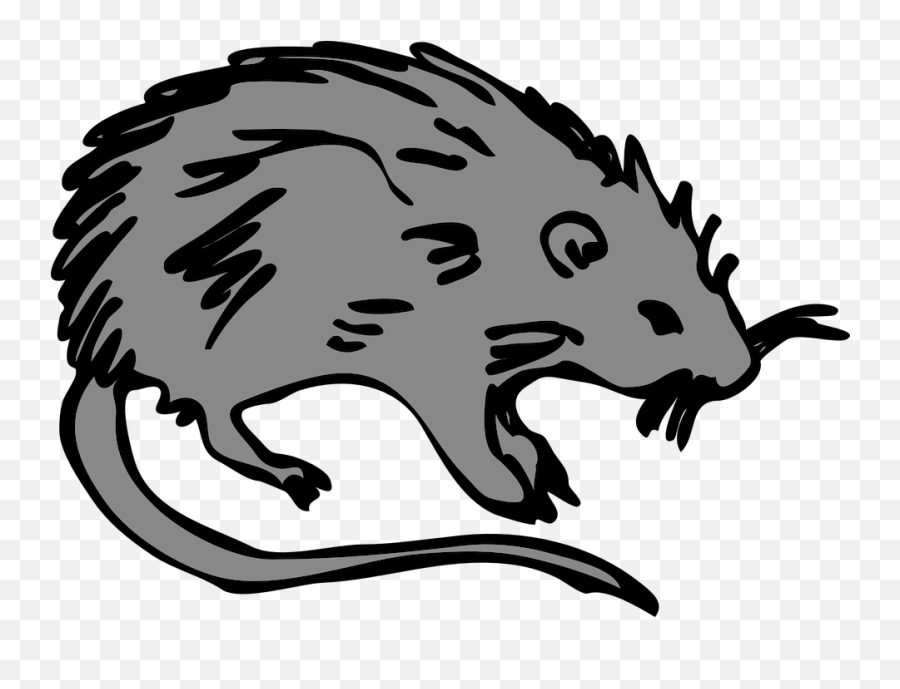 Rat Black Rodent - Free Vector Graphic On Pixabay Rat Clip Art Png,Rat Png