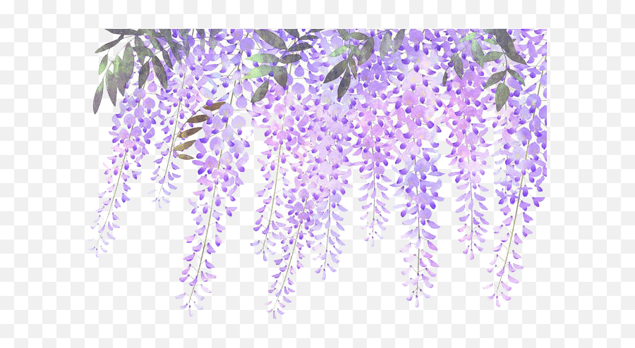 Library Of Wisteria Lavender Hydrangea Png Transparent - Wisteria Flower Transparent Png,Hydrangea Png
