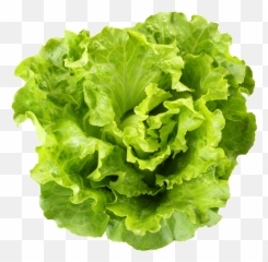 Romaine Lettuce Salad With Almond U0026 Mandarin Orange - Head Of Green Lettuce Png,Romaine Lettuce Png