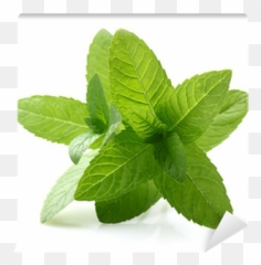 Mint Leaves Wall Mural U2022 Pixers - We Live To Change Jiaogulan Png,Mint Leaves Png