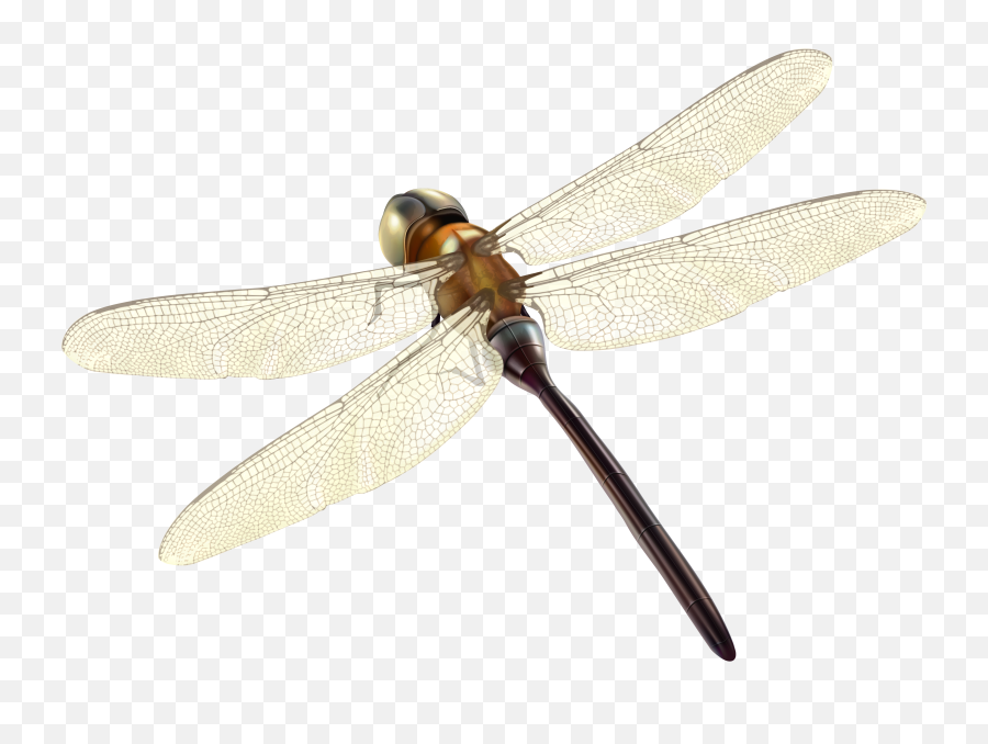 Dragonfly Clipart Png Photo Images - Damselfly,Fly Transparent Background