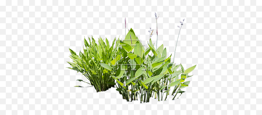 Bush With White Flowers Immediate Entourage - Free Png Image Aquatic Plants Png,Shrub Transparent Background