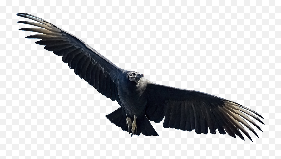Eagle Birds Free Transparent Image Png - Black Bird In Flight,Eagle Feather Png