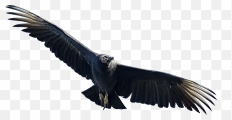 Eagle Birds Free Transparent Image Png - Black In Flight