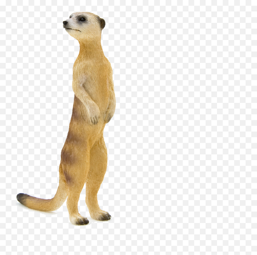 Meerkat Png