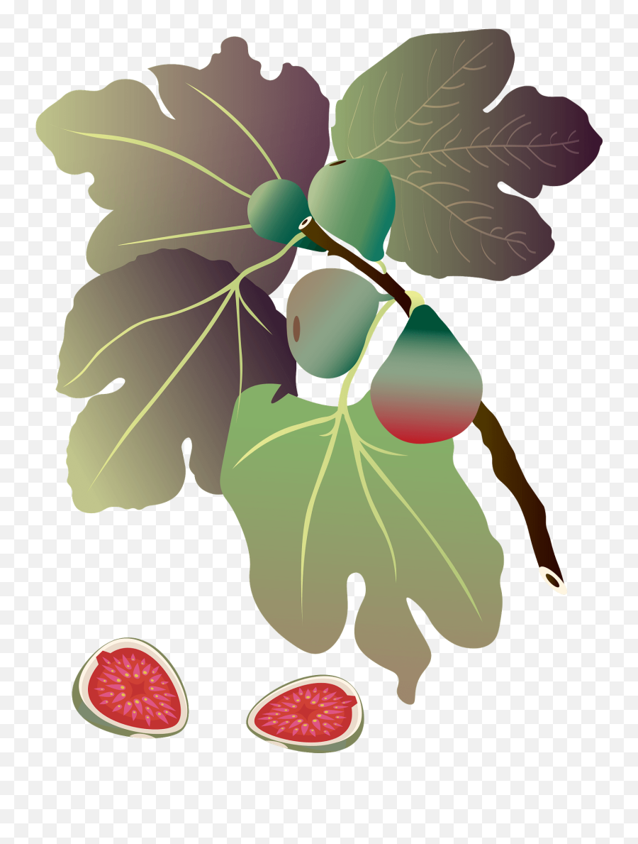 Common Fig Plant Clipart - Fresh Png,Fig Png