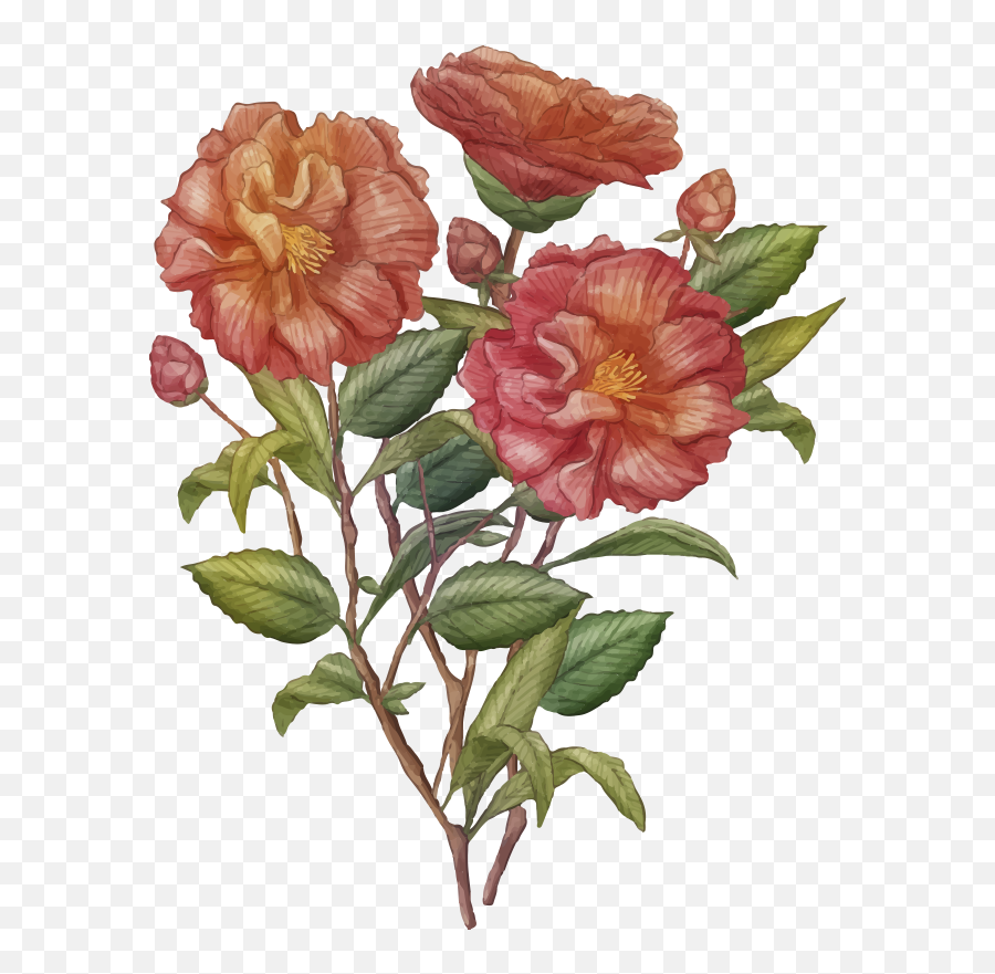 Vinilo Flores Rojas Y Rosas Para - Floribunda Png,Rosas Rojas Png