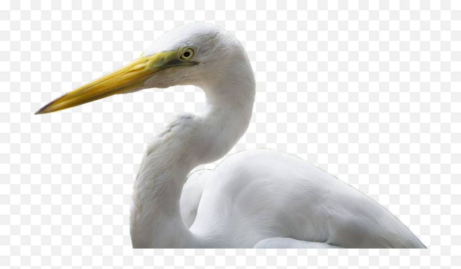 Bird Images - Great Egret Png,Crane Bird Png