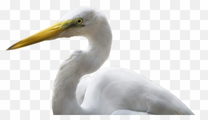 Bird Images - Great Egret Png,Crane Bird Png