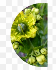 Bitter Herbs U2014 Kingdom Preppers - Bud Png,Herbs Png