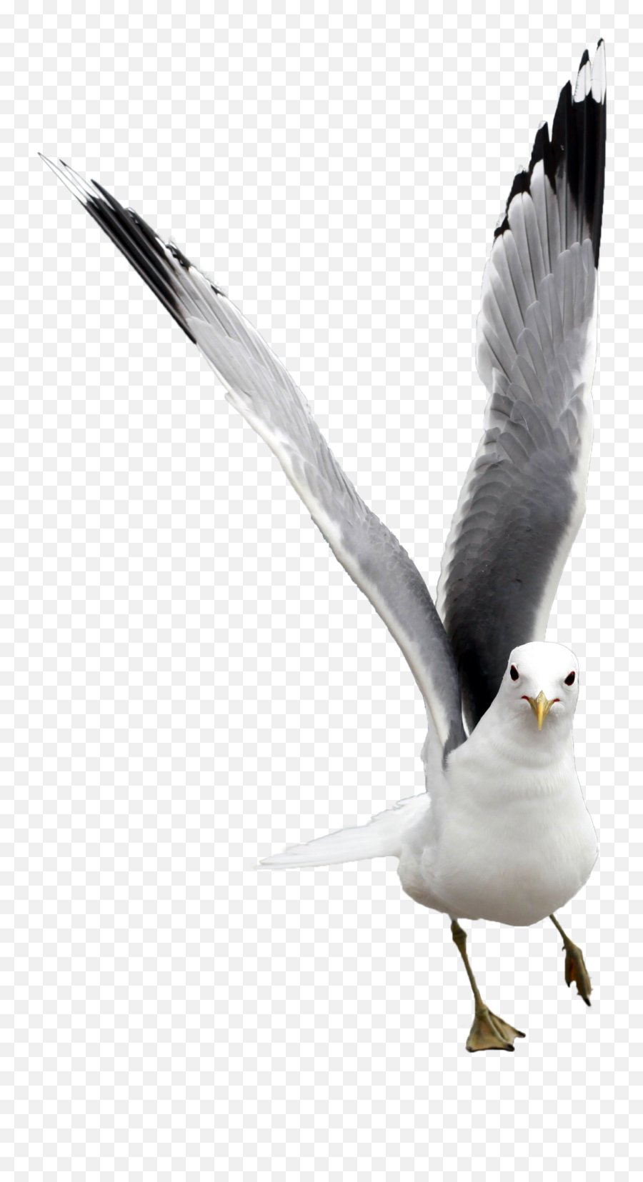 Png Images Seagull - Gaivota Png,Seagull Png