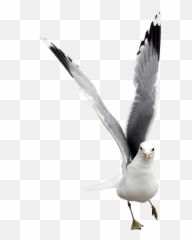 Png Images Seagull - Gaivota Png,Seagull Png