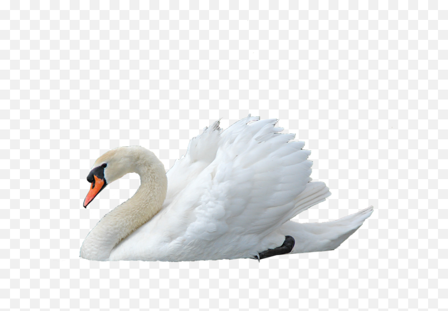 Swan Transparent Image - Swan Png,Swan Png