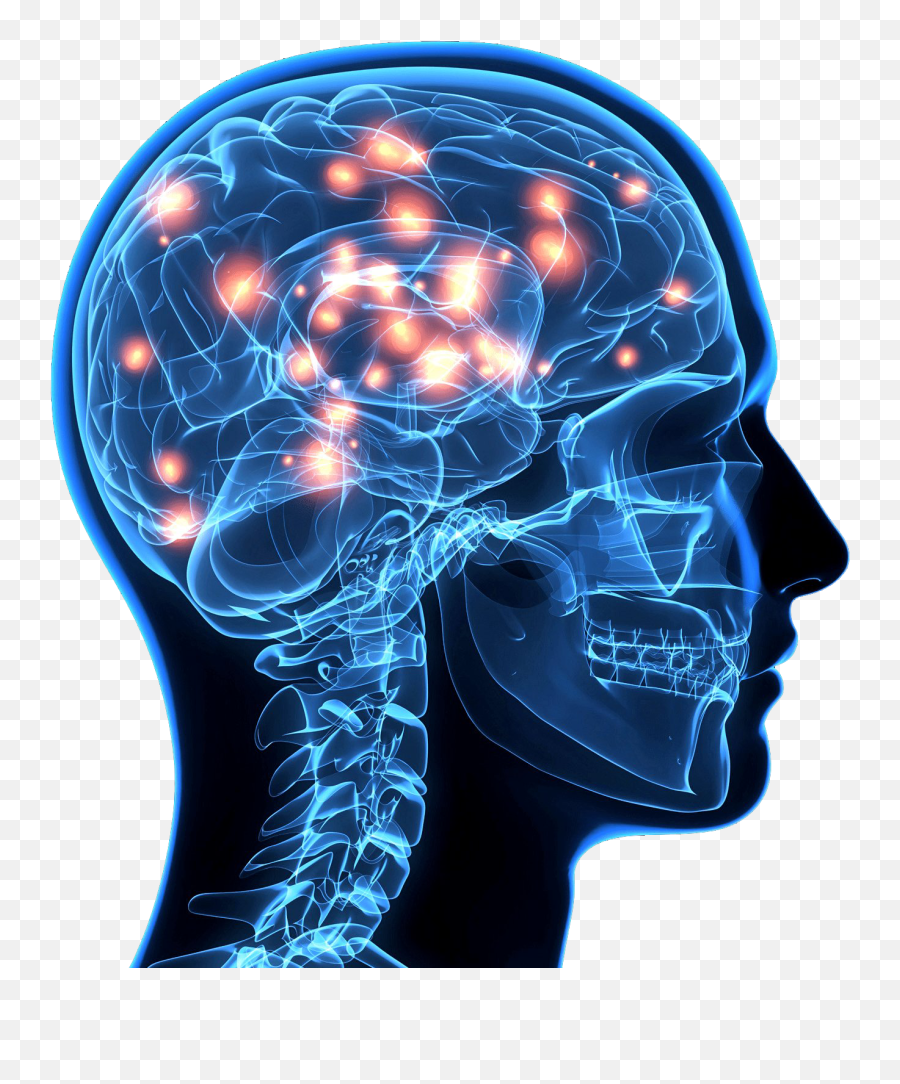 Brain Png Image Transparent Background - Transparent Human Brain Png,Brain Transparent Background