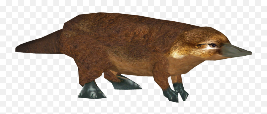 Download Platypus Png Image With No - Platypus Png,Platypus Png