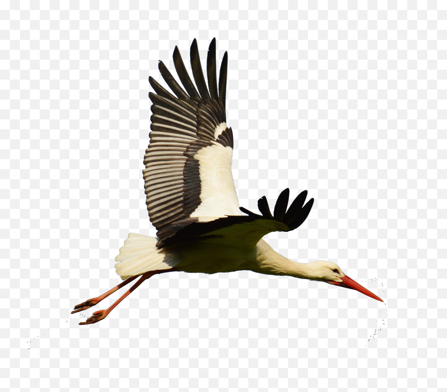 White Bird Flight Flying - Stork Flying Png Clipart Full Flying Stork Png,Bird Flying Png