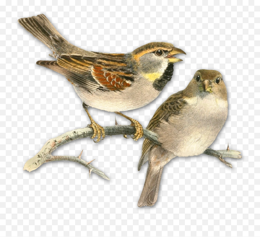My Webpage - Watercolor Drawing Of Sparrow Png,Sparrow Png