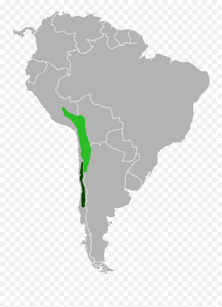 Chinchilla Brevicaudata - Latin America Map Hd Png,Chinchilla Png