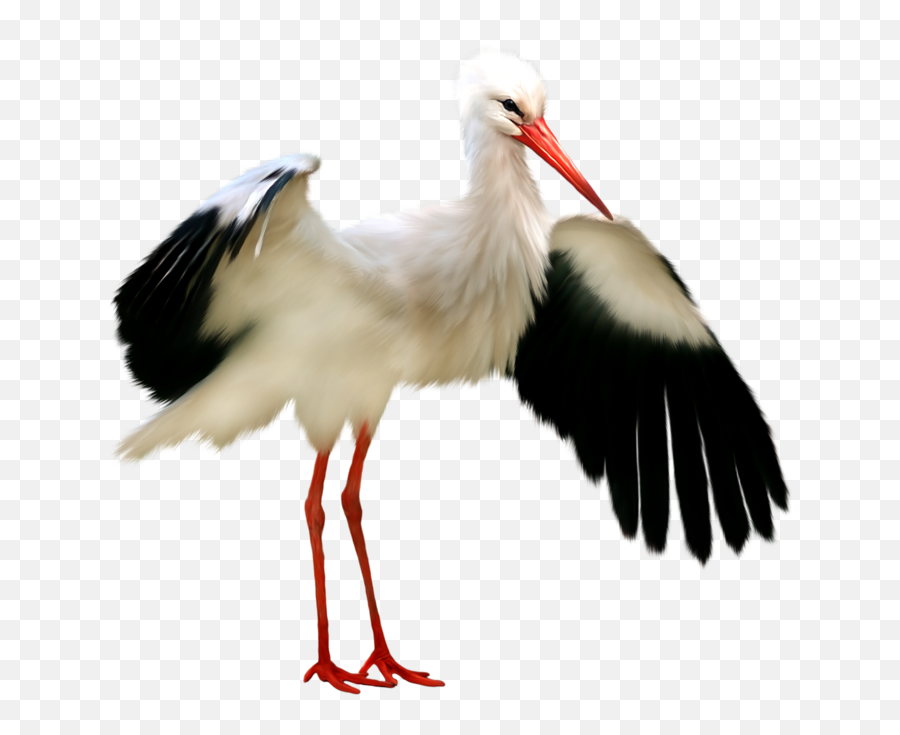 Stork Png - Stork Png,Stork Png