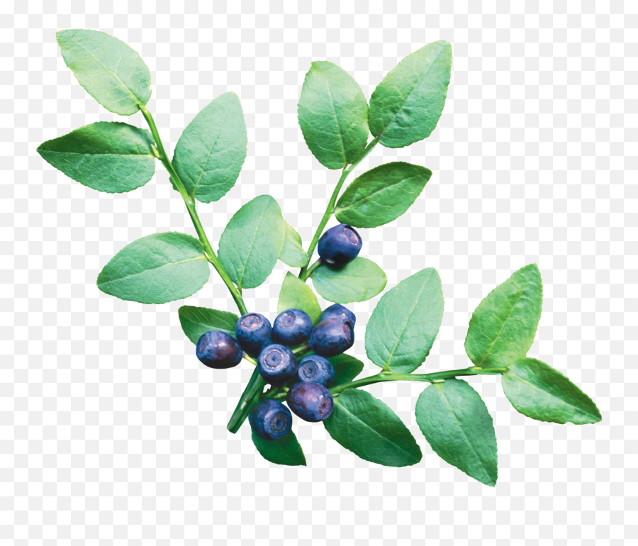 Blueberry Png Image - Purepng Free Transparent Cc0 Png Blueberry Bush Transparent Background,Fruit Tree Png