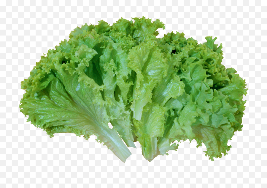 Green Salad Lettuce Png Picture - Lettuce Png,Lettuce Png