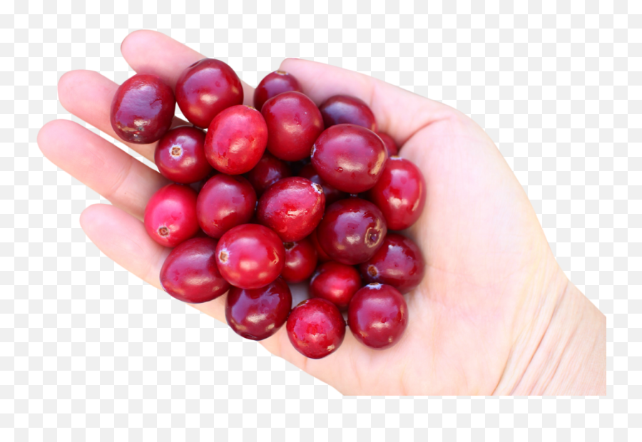 Cranberry In Hand Png Image - Cranberry,Cranberry Png