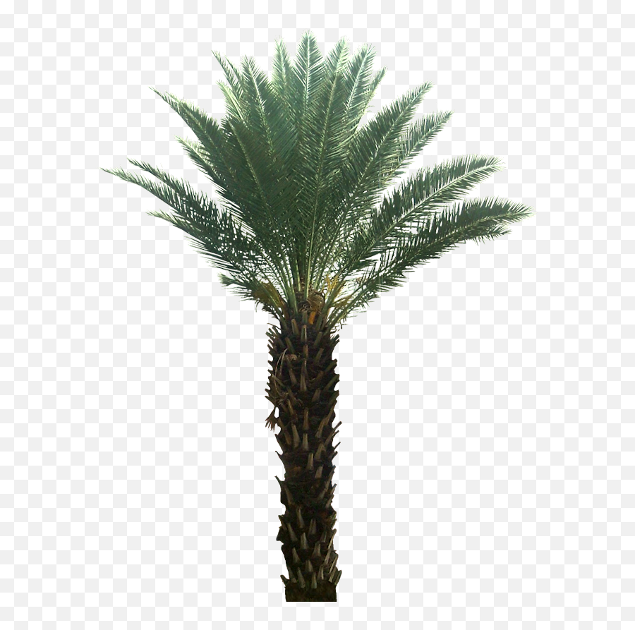 Pygmy Date Palm Png - Desert Plants Transparent Background,Plant Transparent Background