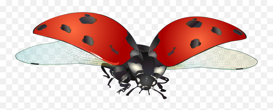Ladybug Png Clip Art Image - Ladybug Flying Clipart,Ladybug Png