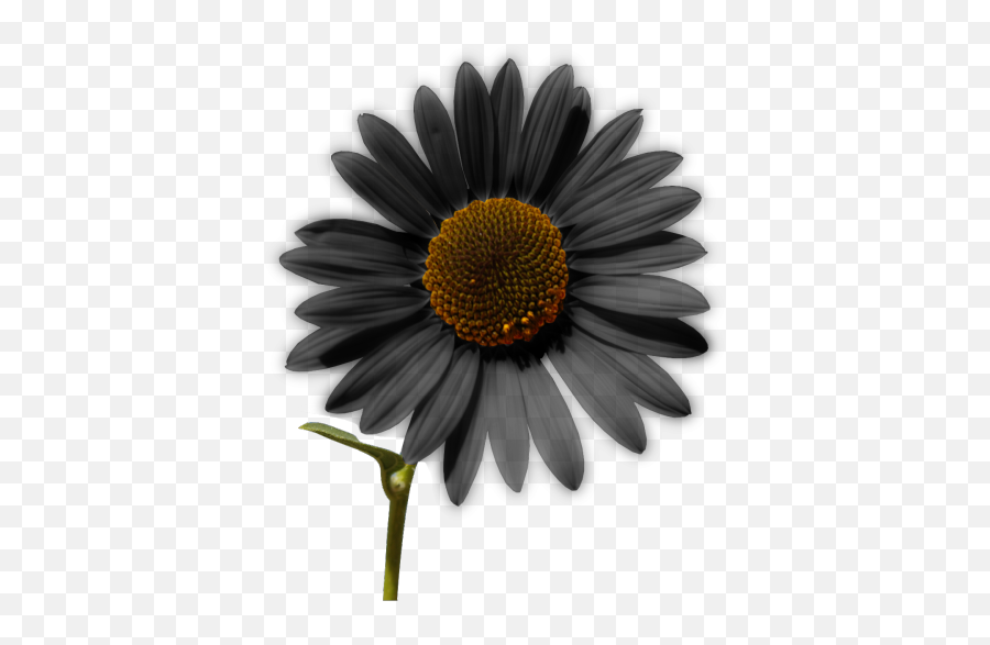 Sunflower Png Tumblr - Sunflower Cartoon Free Download 400 Harry Styles Stickers Png,Sunflower Emoji Transparent