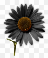 Sunflower Png Tumblr - Sunflower Cartoon free download 400 Harry Styles Stickers Png