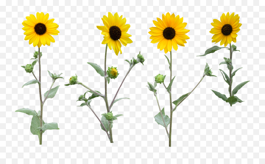 Single Sunflower Png Transparent - Transparent Background Flower Png Transparent,Sunflower Transparent Background